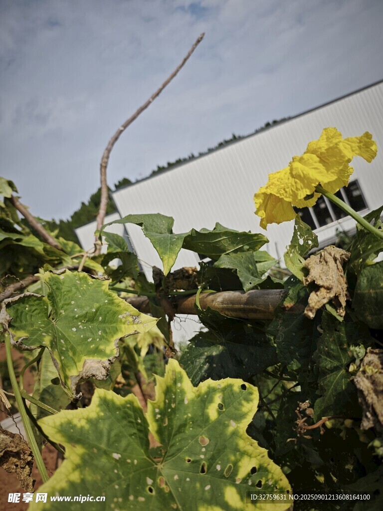 藤蔓上的黃色小花