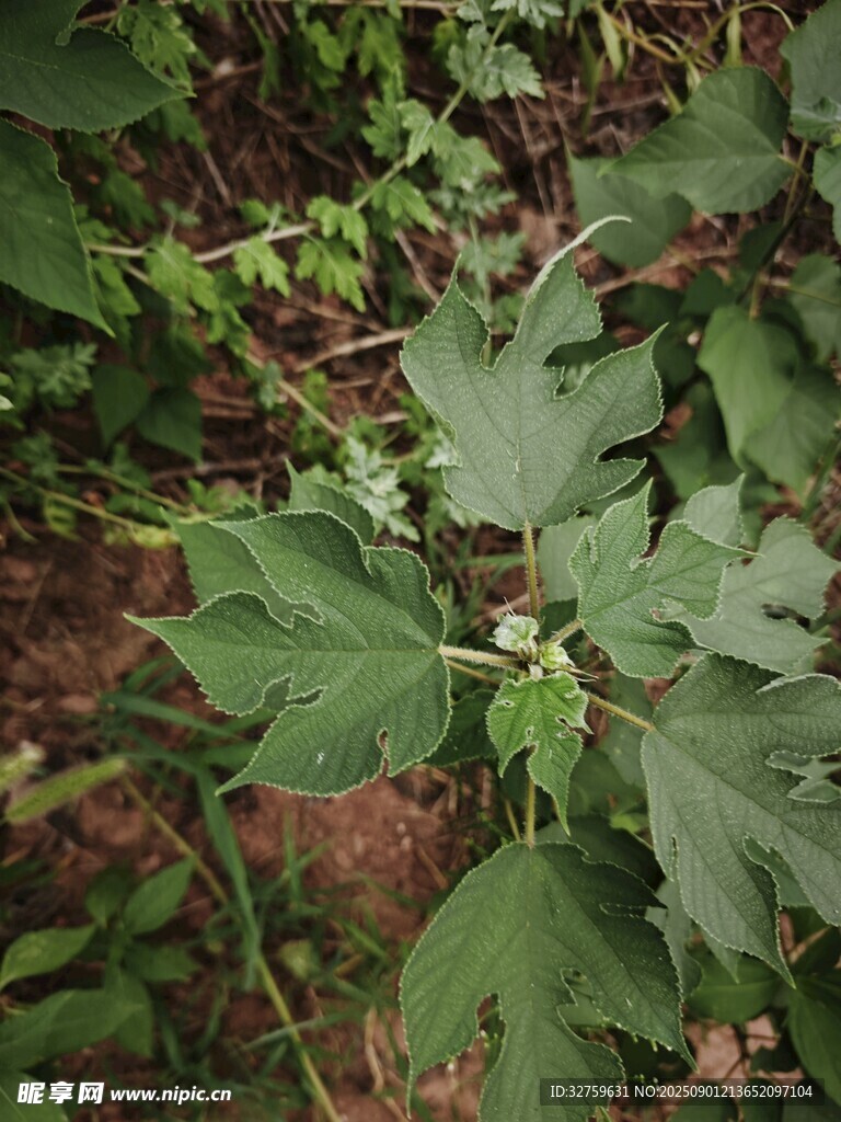 綠葉繁茂的野生植物
