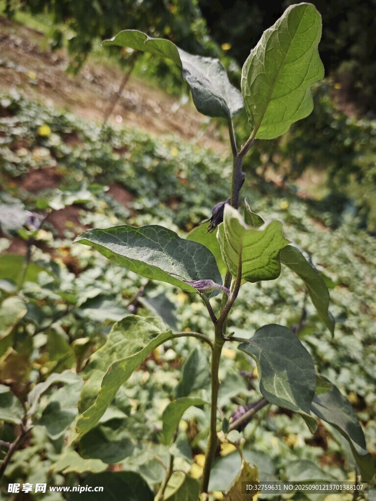 田間生長的綠色植物