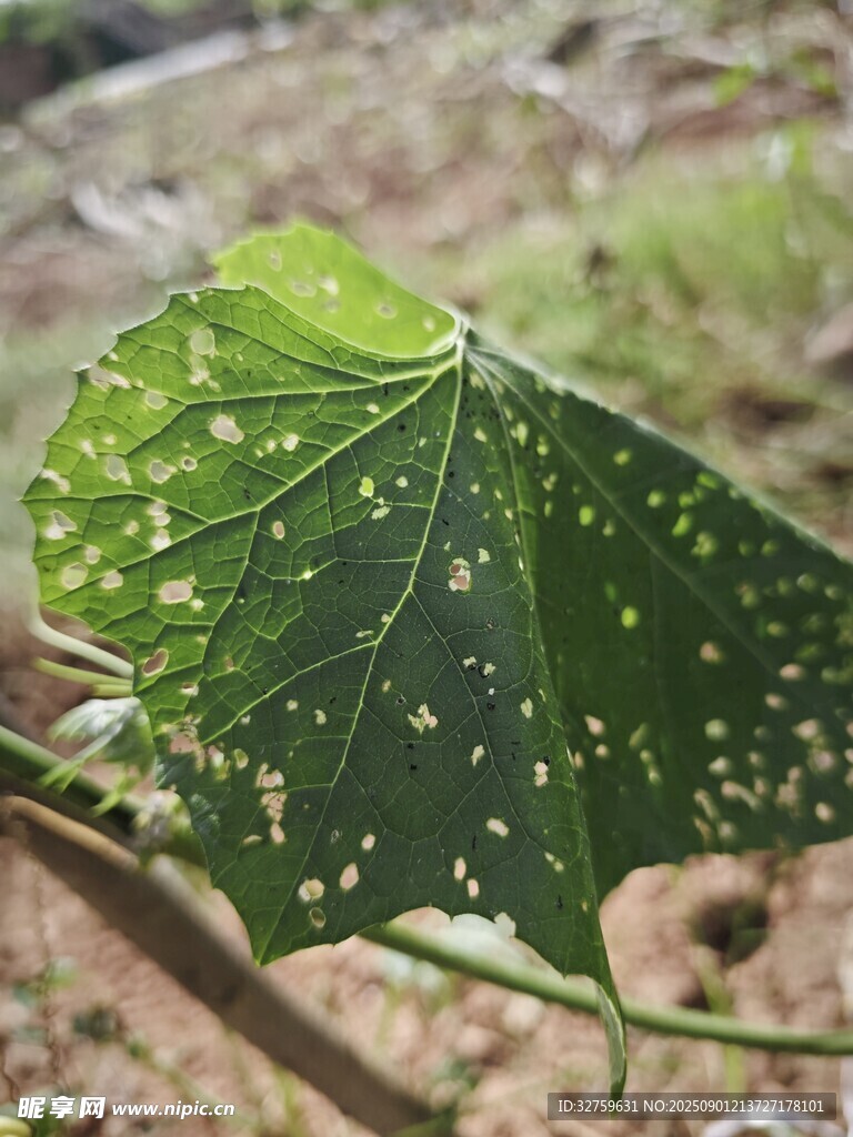 帶斑點的綠色葉片