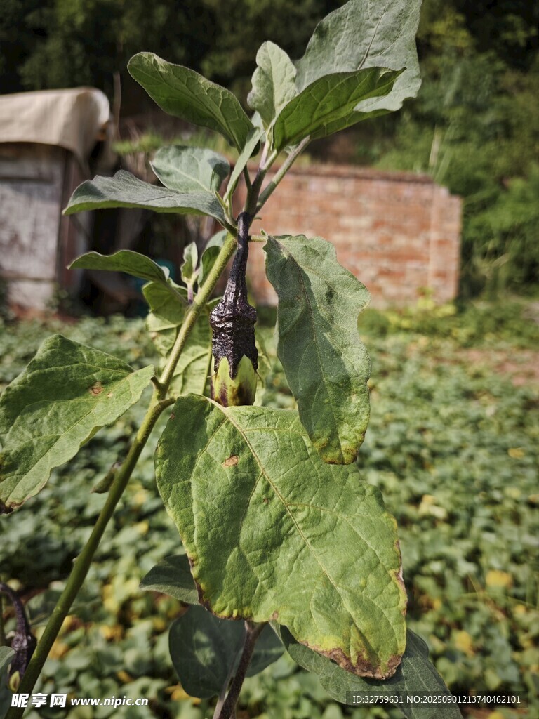 農(nóng)田中的植物與背景建筑