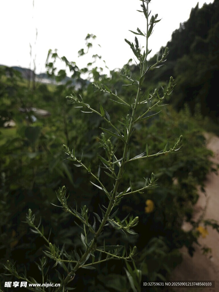 路邊繁茂綠植與小花