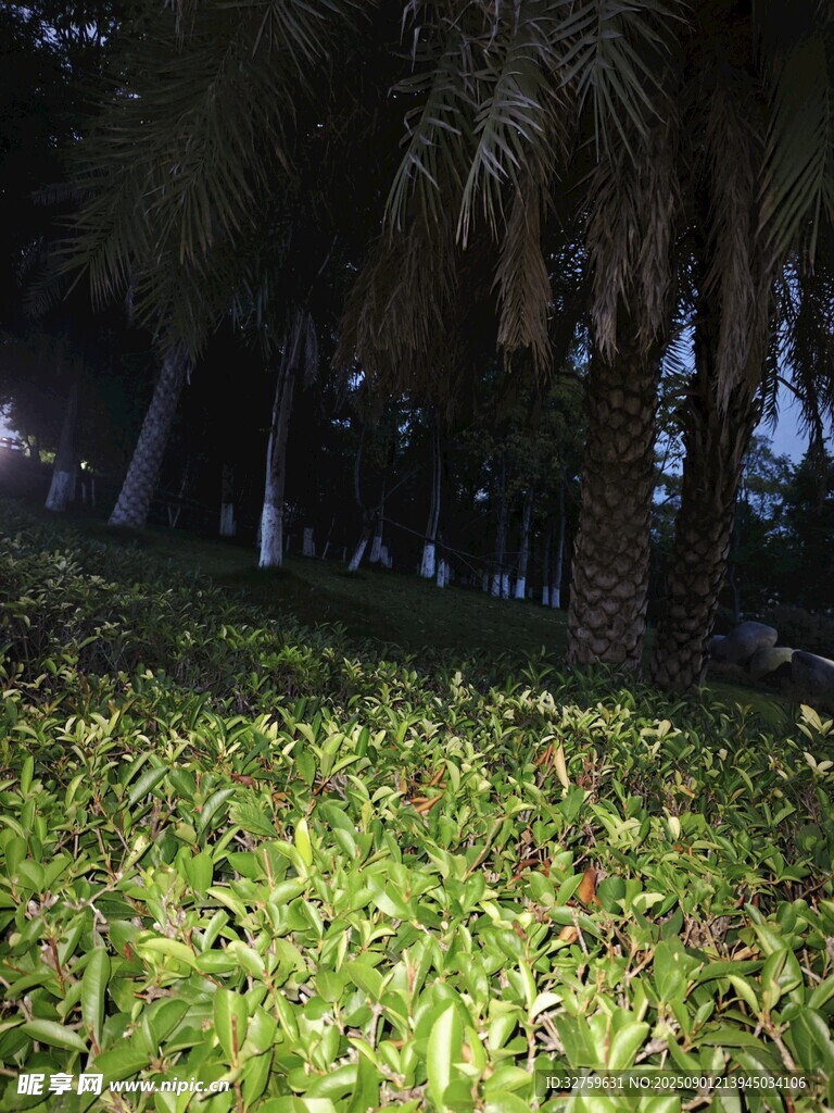 夜晚草地旁的棕櫚樹景觀