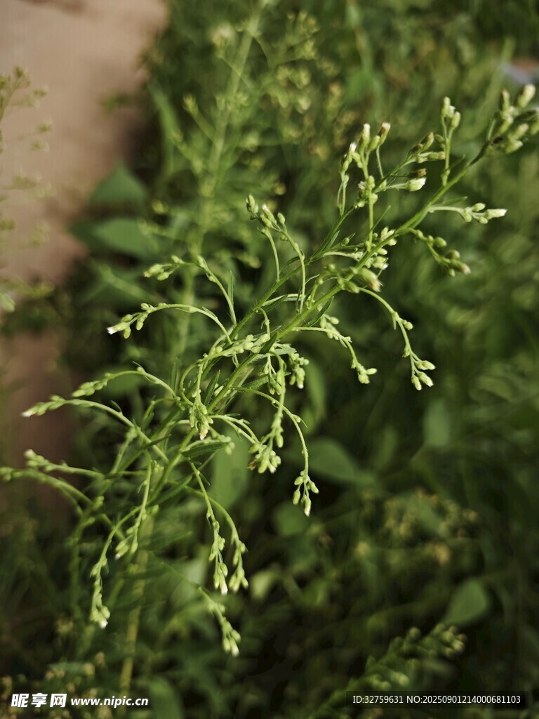 嫩綠繁茂的叢生植物