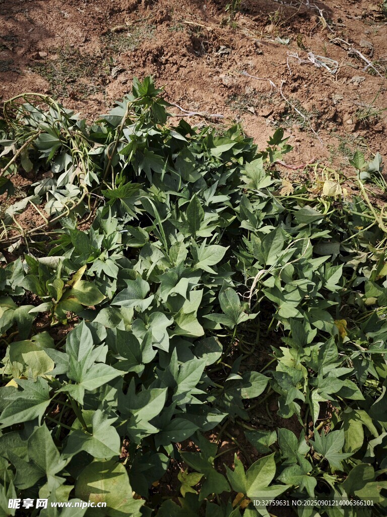 地面上的綠色植物群落