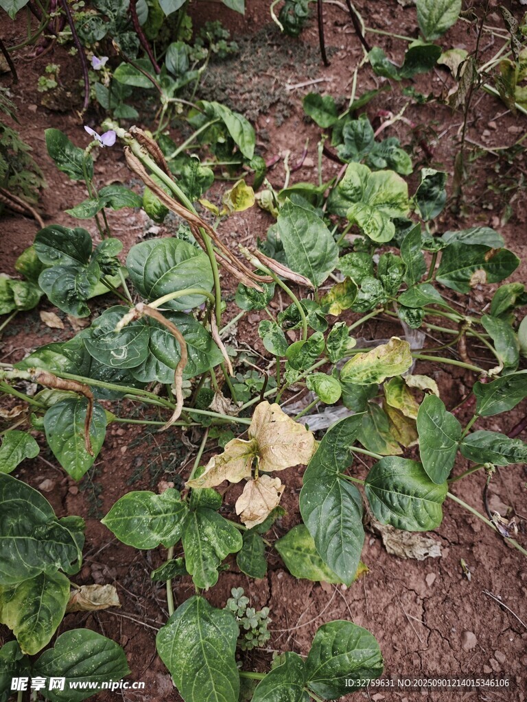 地面上的綠色植物葉片