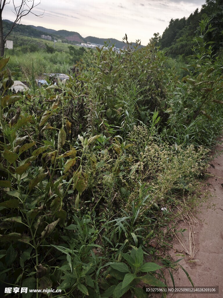 鄉(xiāng)間小徑旁的繁茂綠植