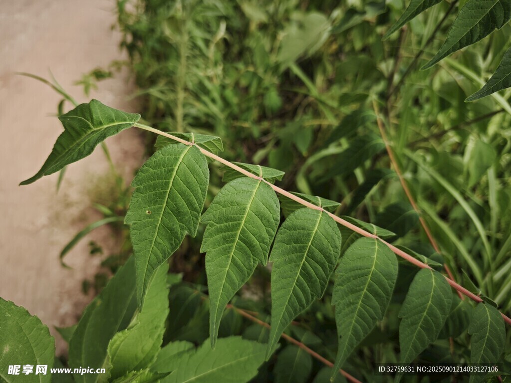 嫩綠枝葉特寫