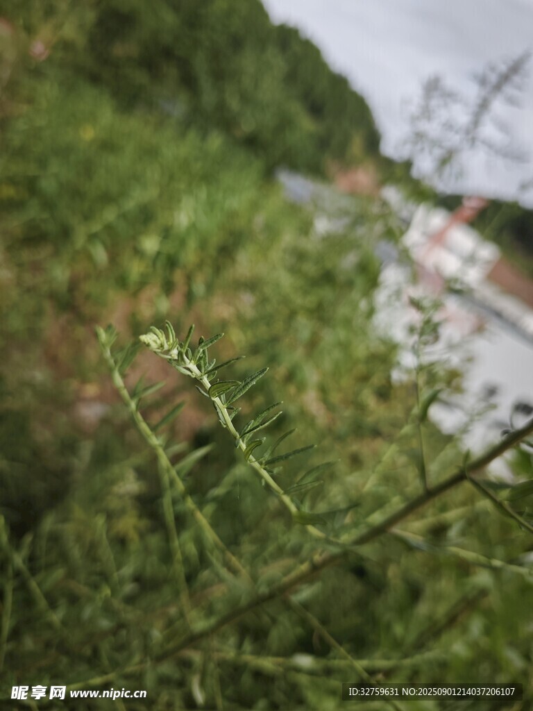 近景綠植與遠(yuǎn)處模糊景象
