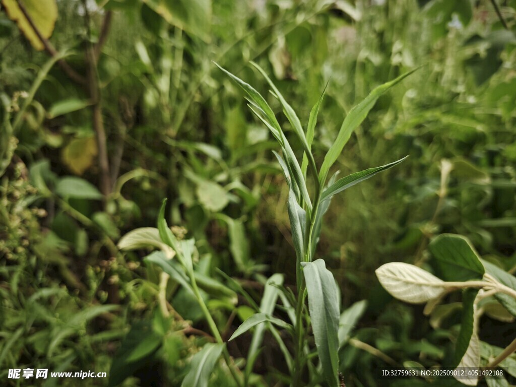 野外綠色植物特寫(xiě)