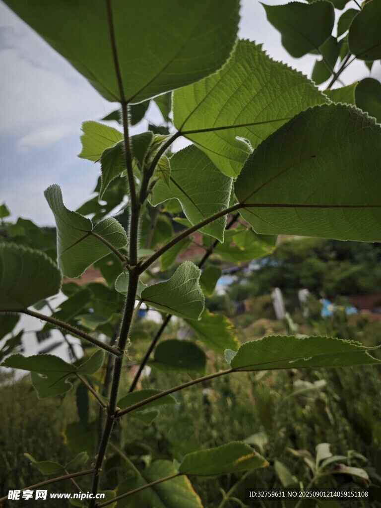 綠葉繁茂的植物景象