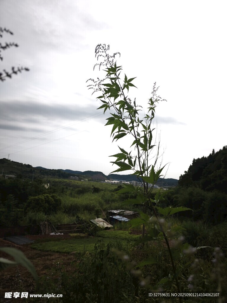 山間綠植與遠處景致
