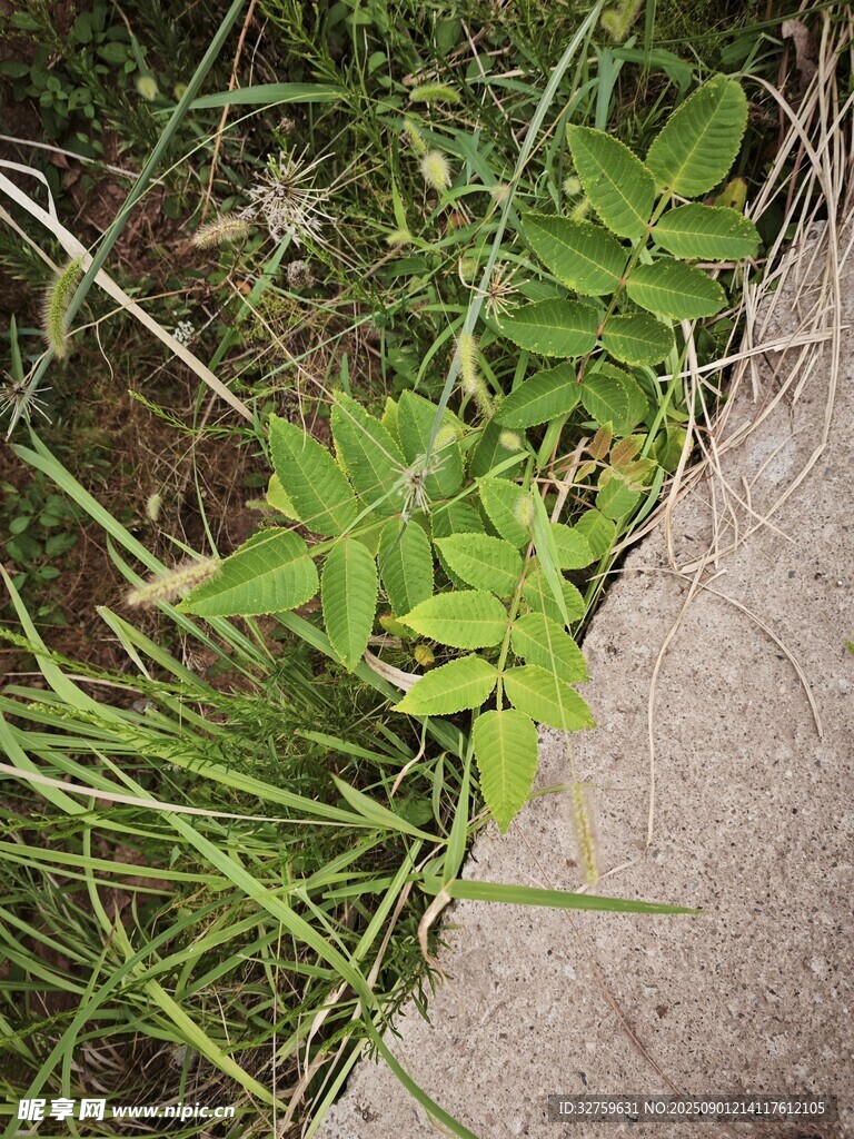 路邊生長(zhǎng)的嫩綠植物