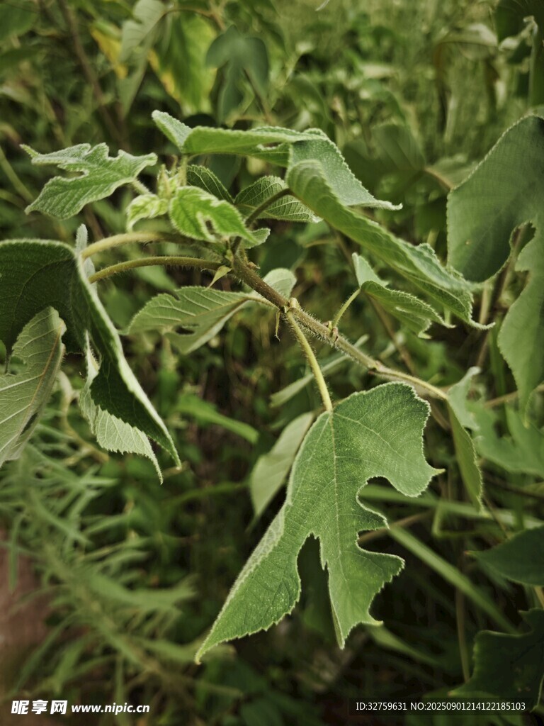 帶刺的綠色植物枝葉
