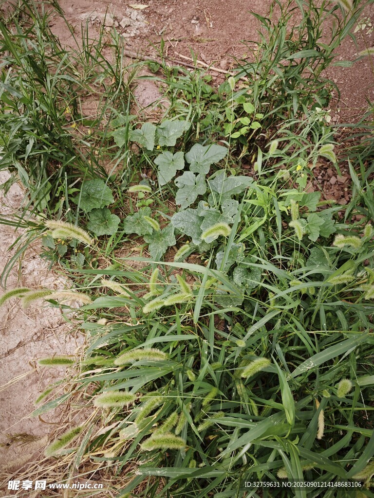 戶外叢生的綠色野草