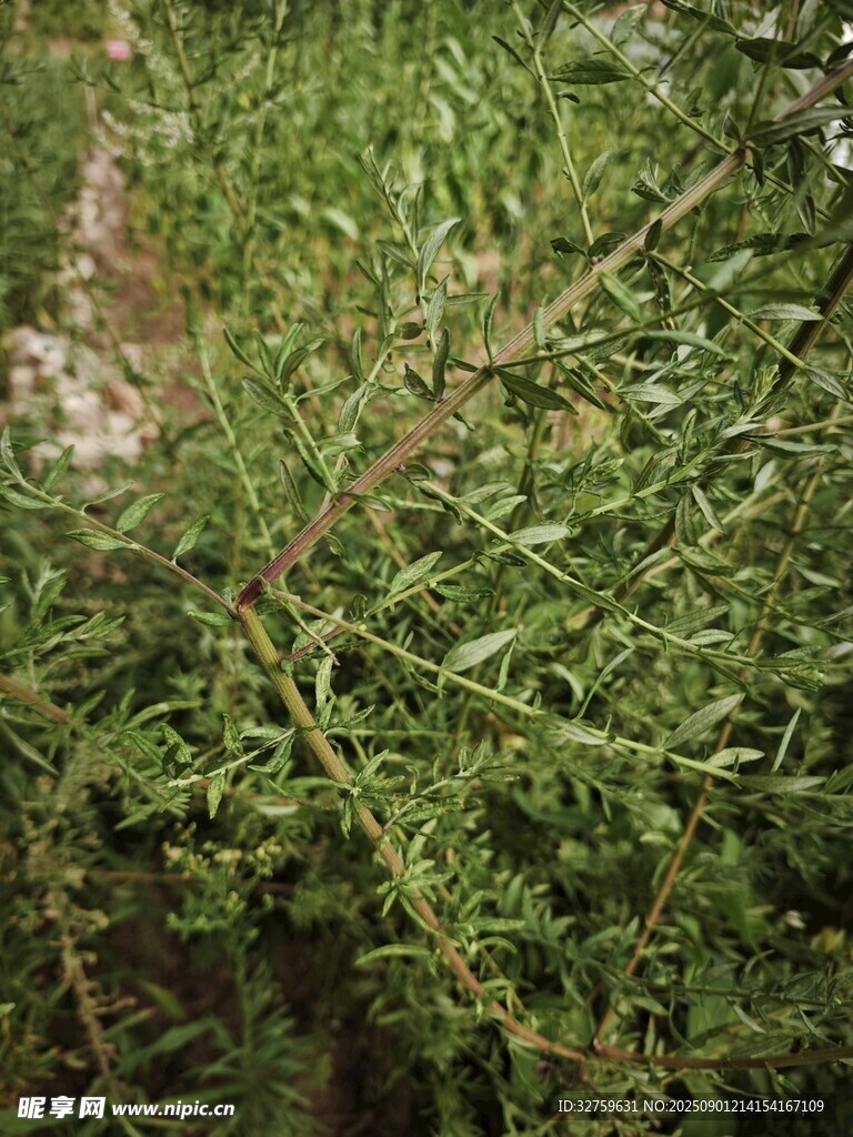 翠綠針葉植物特寫