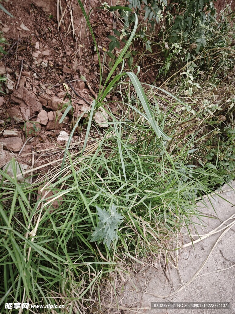 路邊生長(zhǎng)的雜草植物
