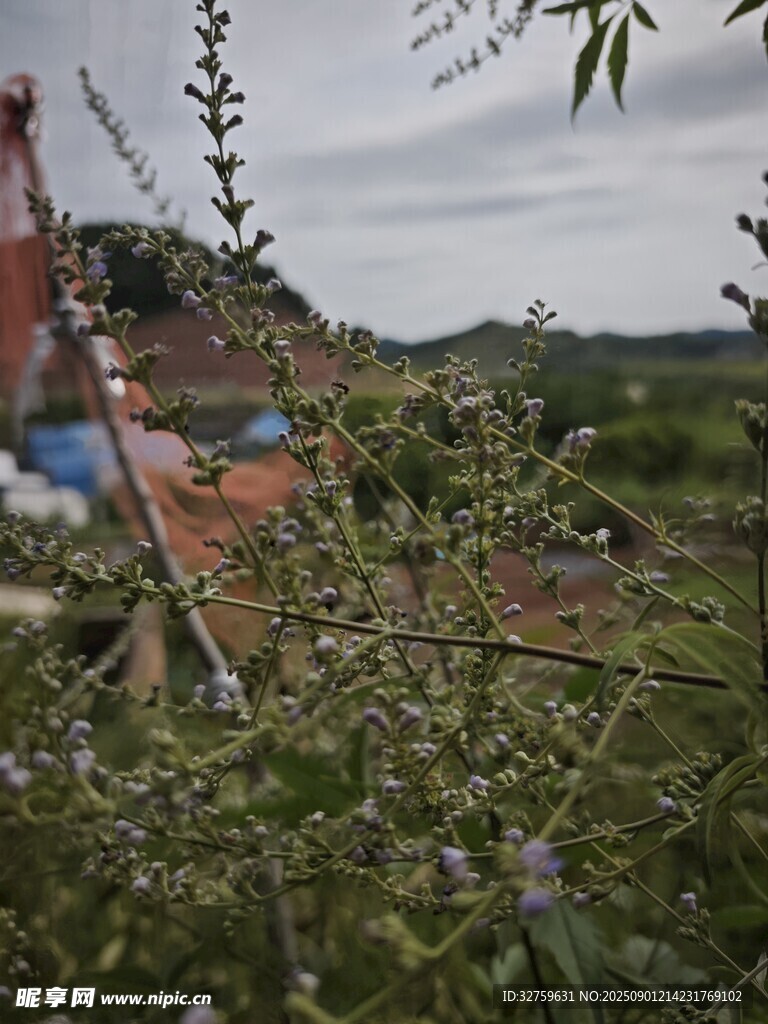 鄉(xiāng)村野外植物景觀