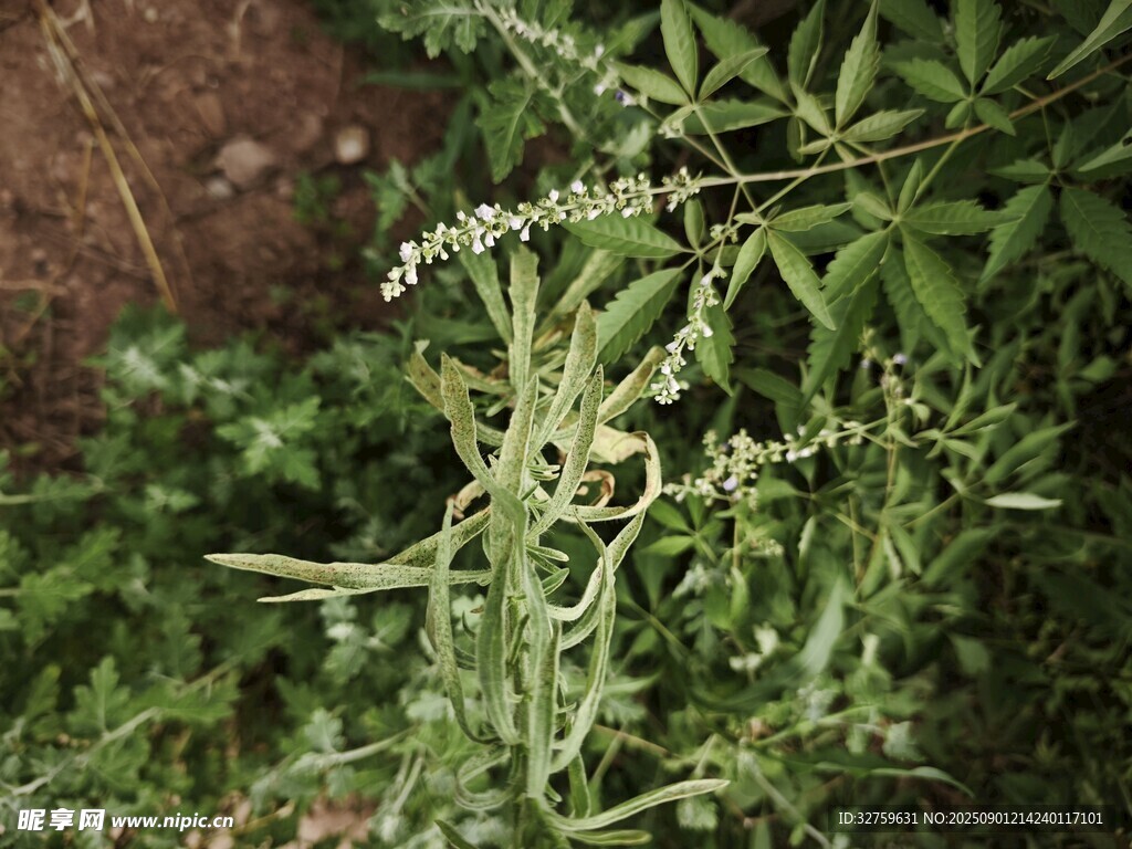 野外生長(zhǎng)的綠色植物