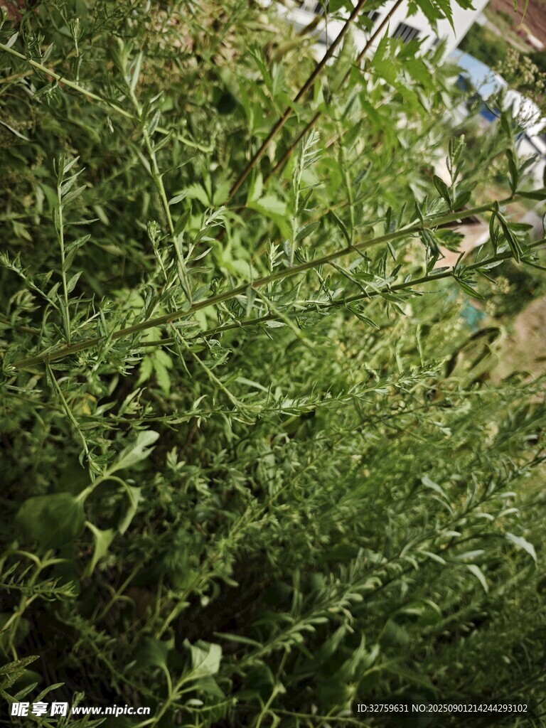 翠綠繁茂的野生植物