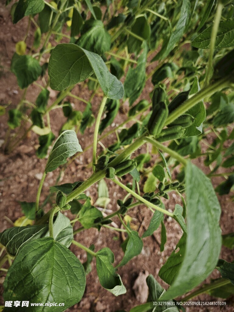 番茄植株特寫