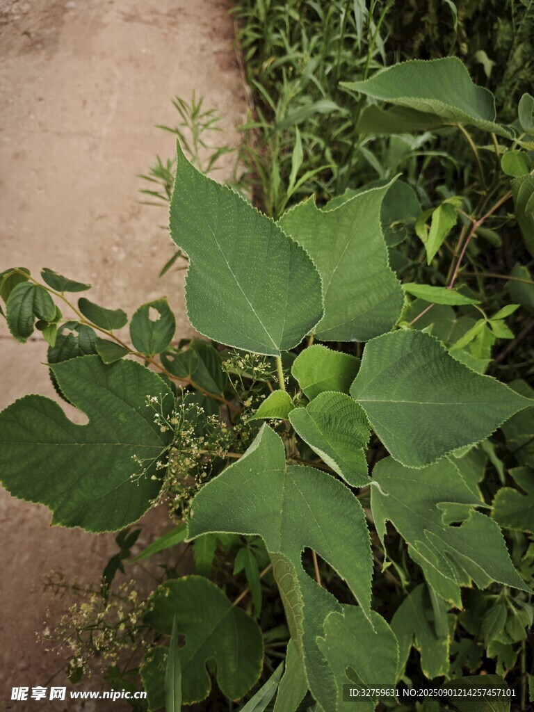路邊生長的綠色植物