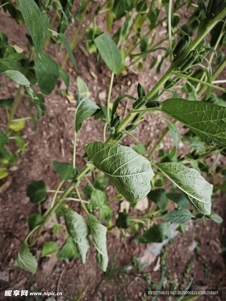 綠葉植物特寫