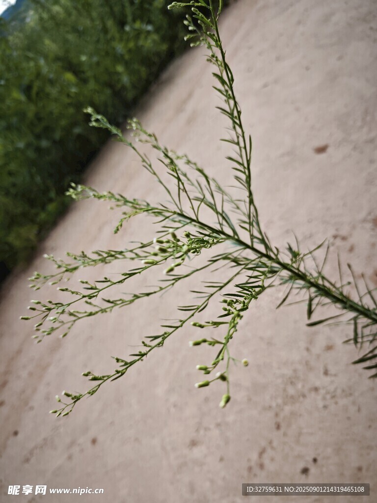 細長枝條帶小花植物