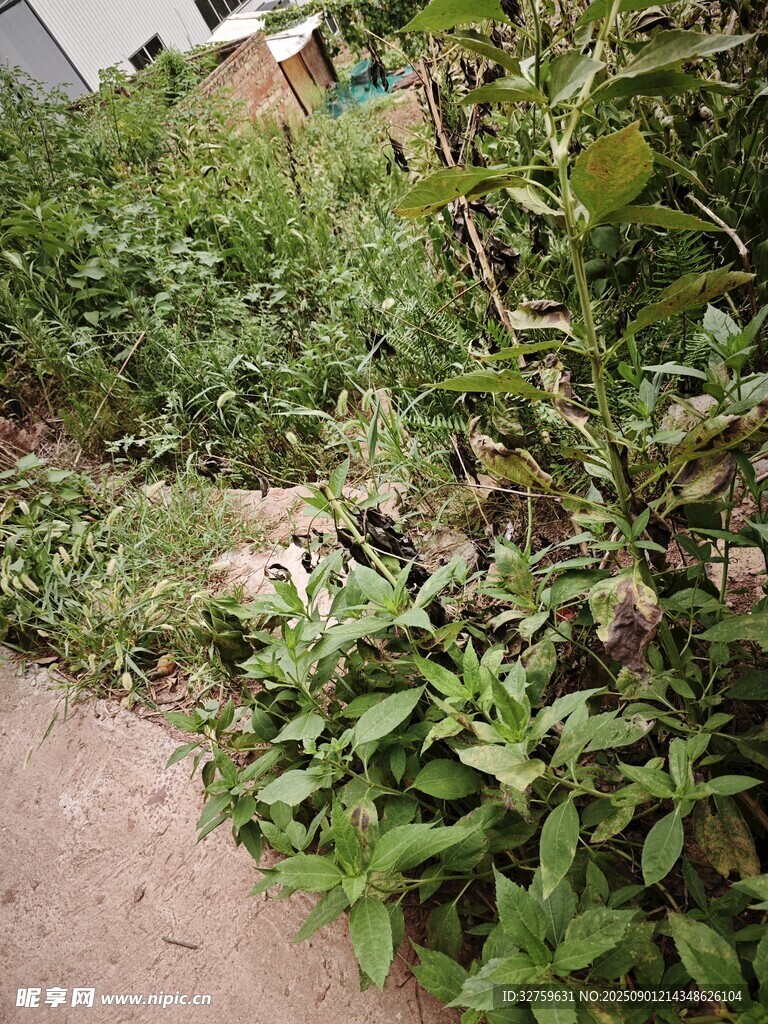 庭院綠植景觀
