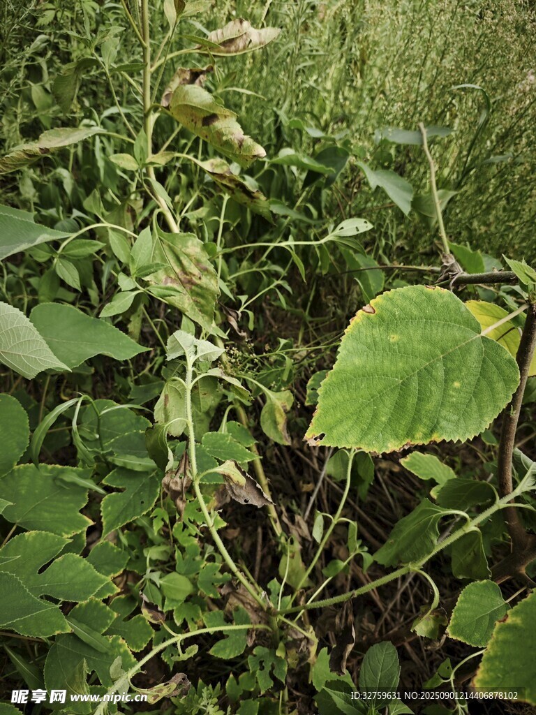 野外生長的茂盛綠色植物