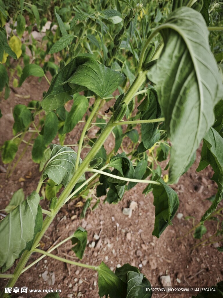 田間生長的綠色植物