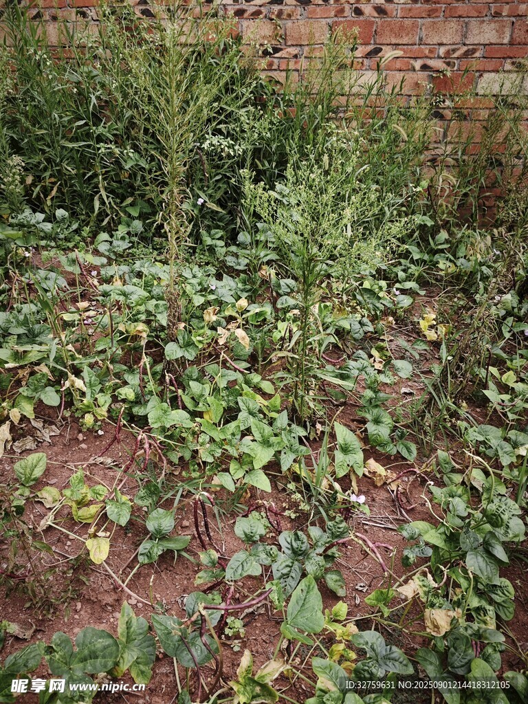庭院綠植景觀