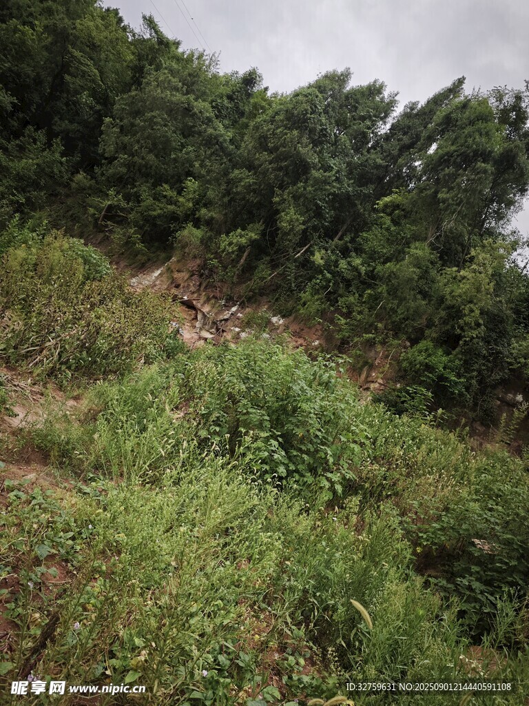 山坡綠植景觀