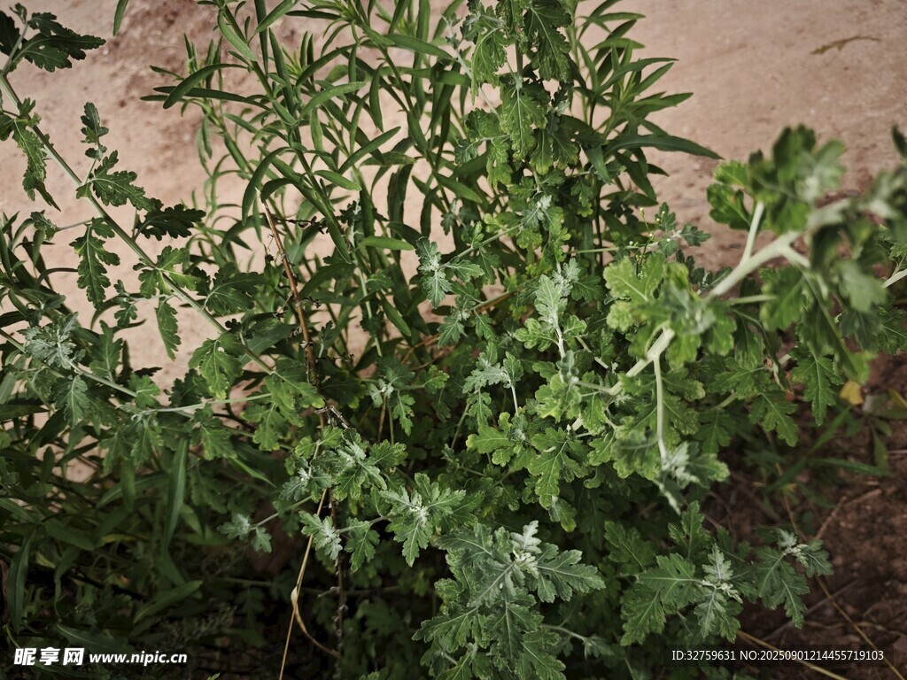 野外生長(zhǎng)的綠色植物