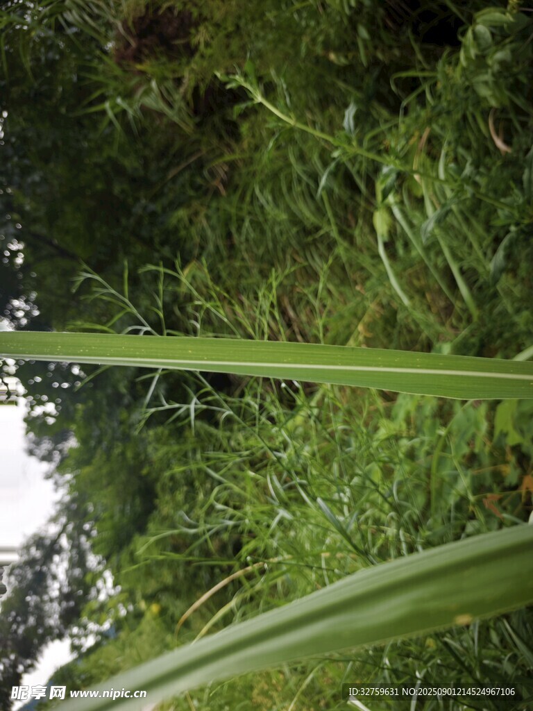 翠綠長(zhǎng)葉的野外植物