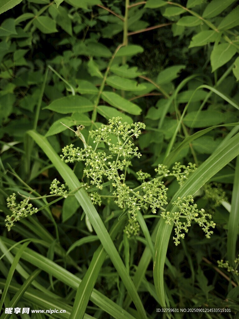 翠綠草叢中的清新小花