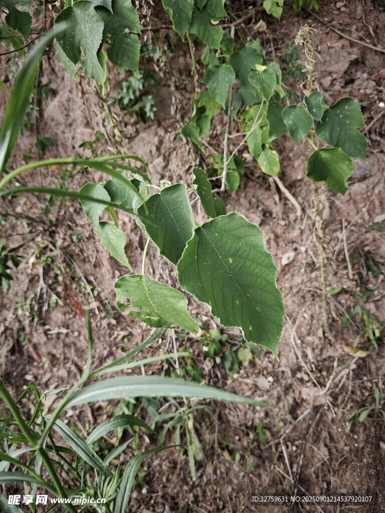 田間嫩綠植物