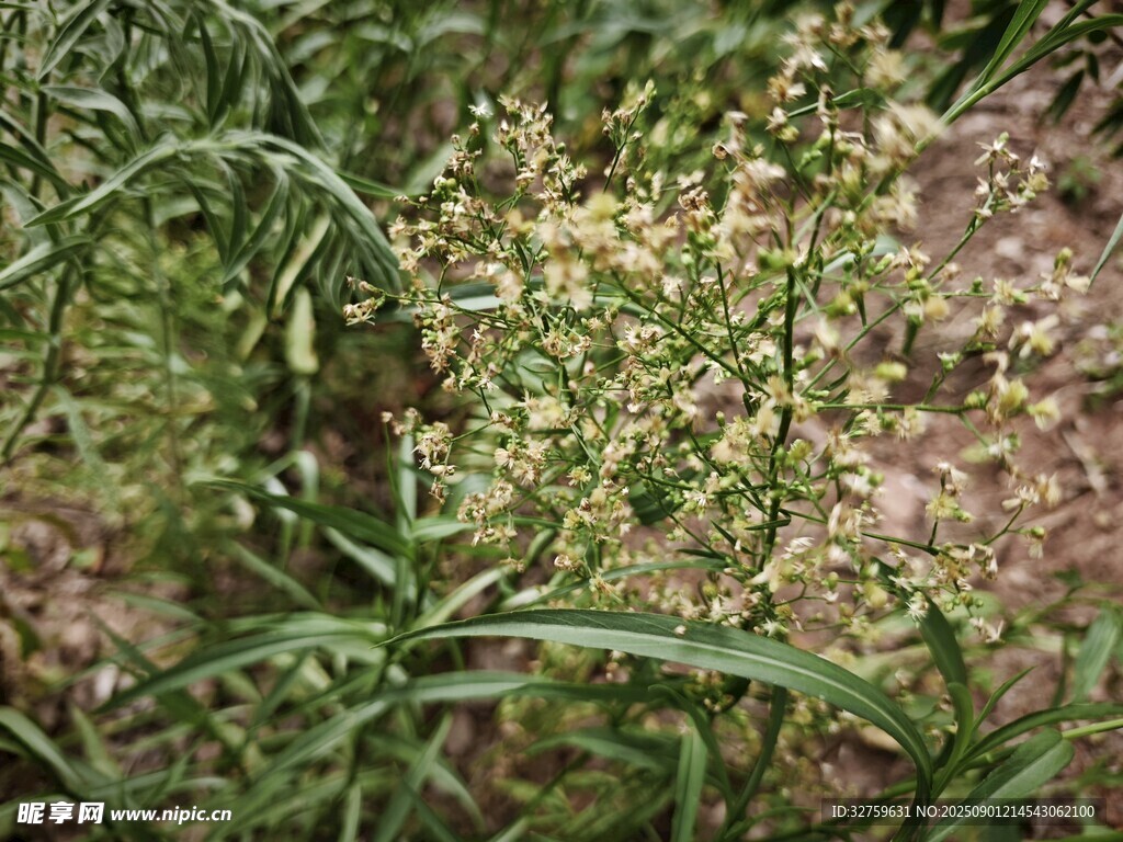 野外生長的綠色植物