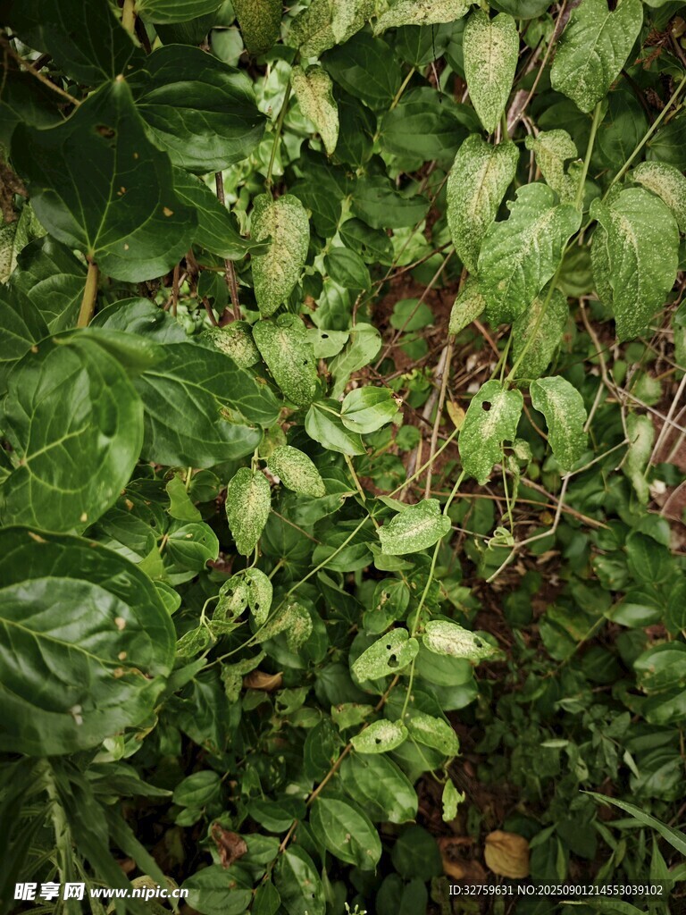 繁茂綠植特寫