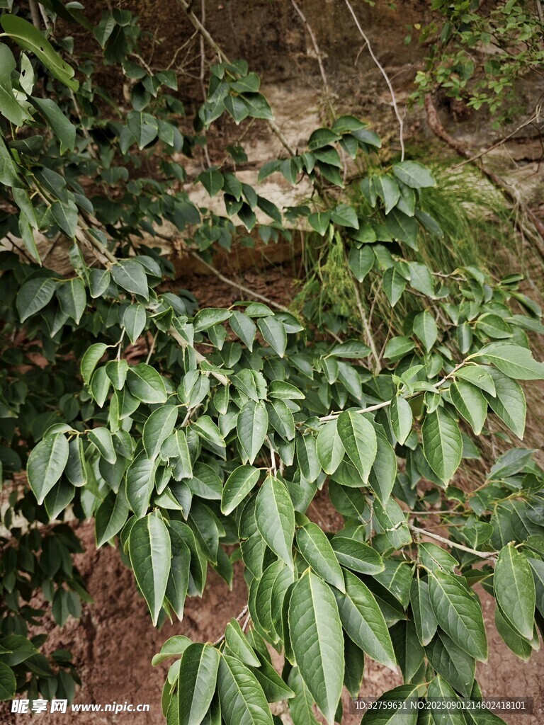 綠葉繁茂的植物景象
