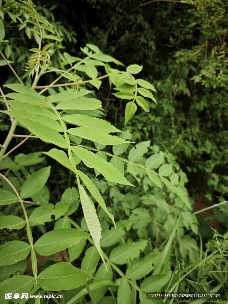 翠綠繁茂的羽狀復(fù)葉植物