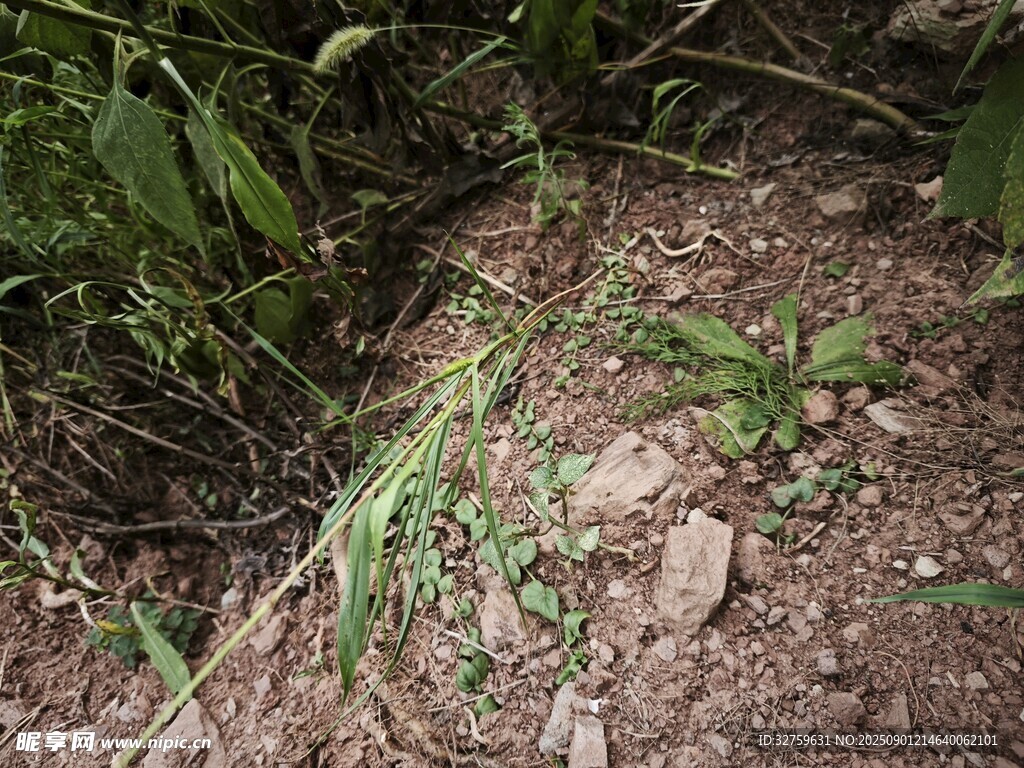 野外地面的雜草與碎石