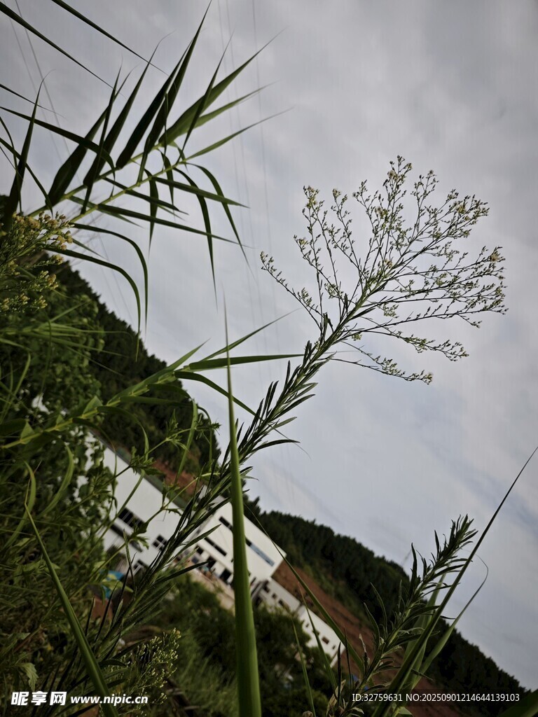 野外挺立的細(xì)長花草