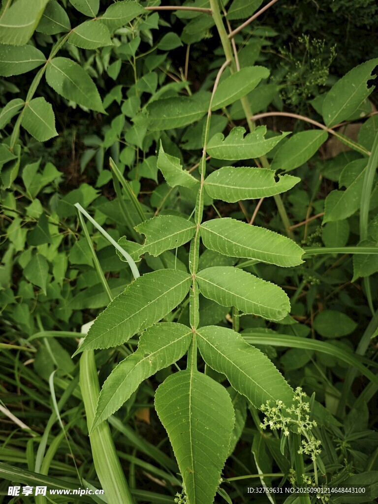 翠綠蕨類植物特寫
