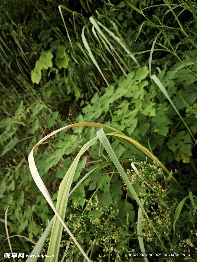 草叢中的綠色植物景象