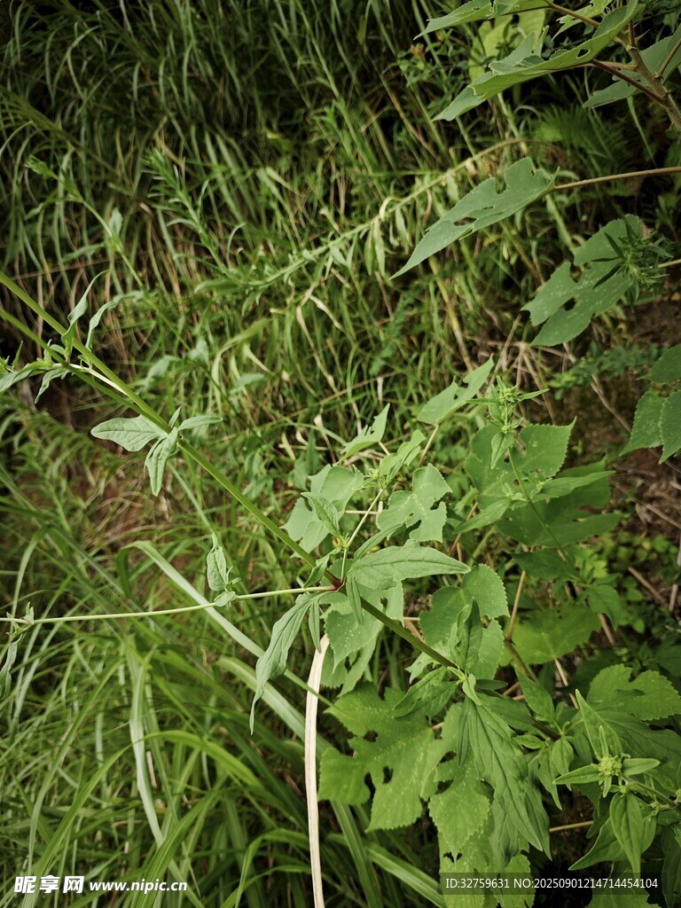 野外繁茂的綠色植物