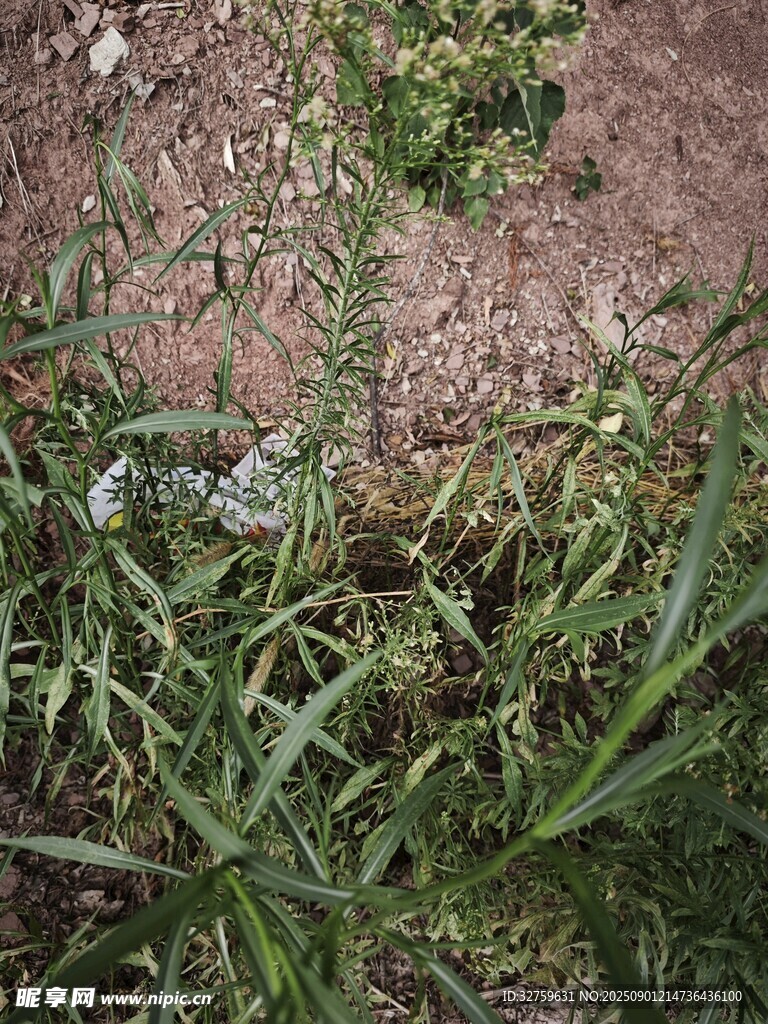 地面上的綠色雜草