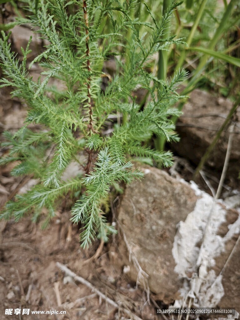巖石旁的綠色植物