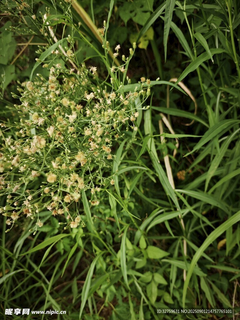 綠色草叢中的白色小花