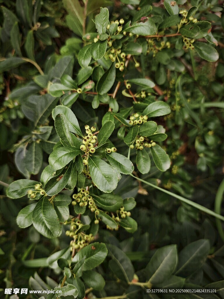 綠葉間的小果實